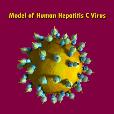 Computer Virus Diagnosis on Hepatitis C Primer   Information About The Hepatitis C Virus